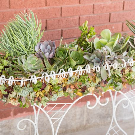 green purple soft succulents in white wire planter cuttings