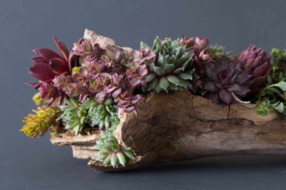 wood filled with cold hardy succulents sedum sempervivum