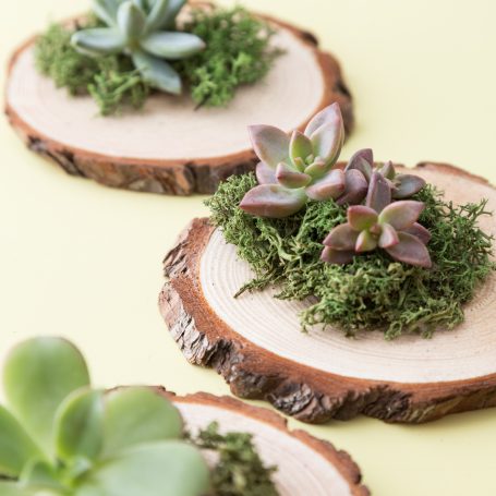 wood succulent party favor