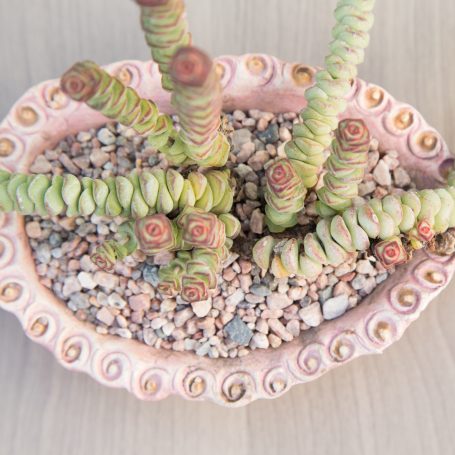 worm crassula pink top dressing