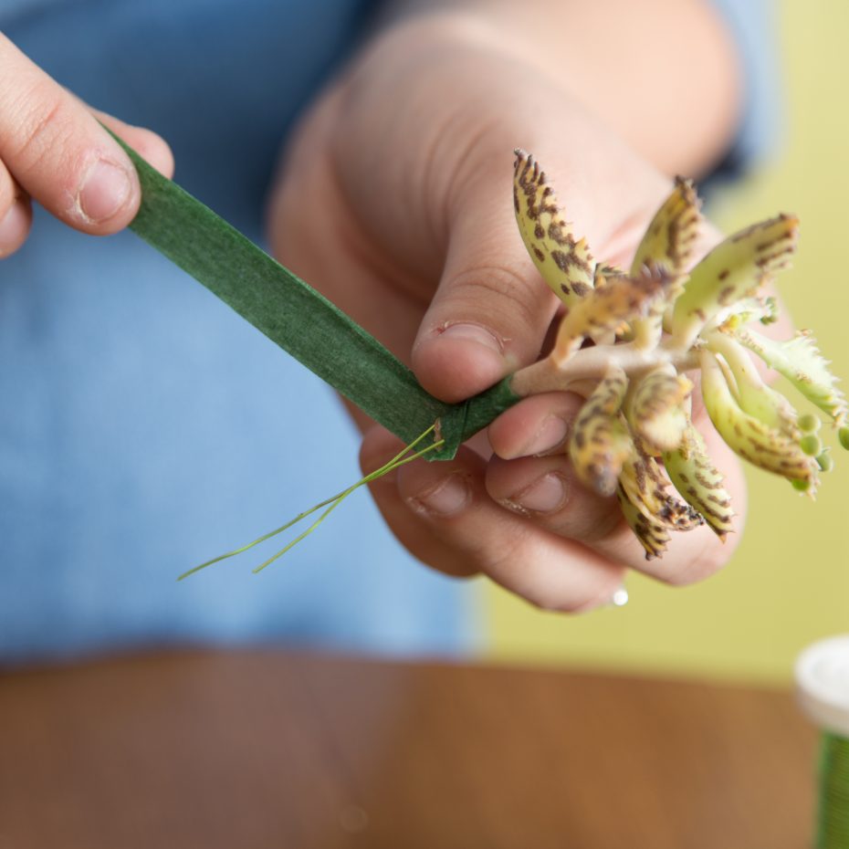 wrap floral tape around stem to add strength succulent cuttings