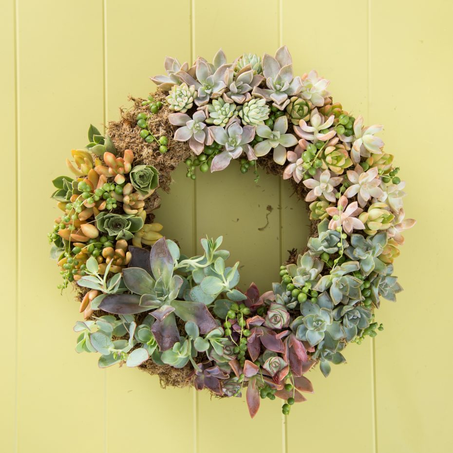 succulent cuttings wreath purple pink blue green orange string of pearls echeveria sedum aeonium kalanchoe