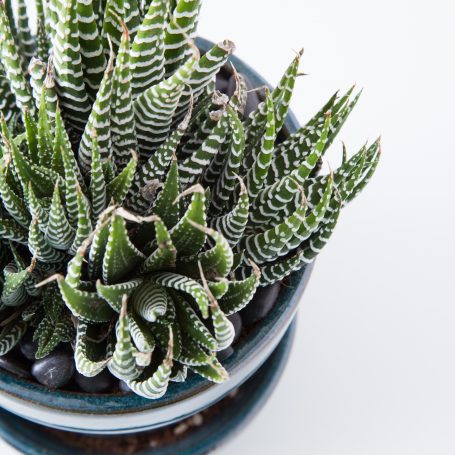 indoor care haworthiopsis haworthia fasciata zebra plant blue pot close up