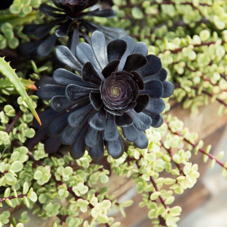 zwartkop variegated elephant bush