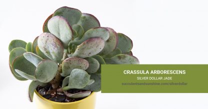 Crassula arborescens Silver Dollar Jade care and propagation information