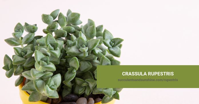 Crassula rupestris care and propagation information