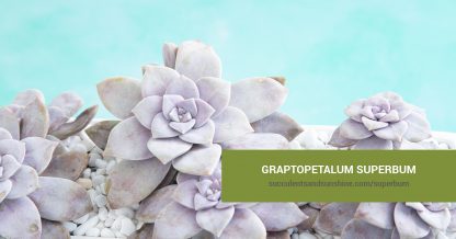 Graptopetalum superbum care and propagation information