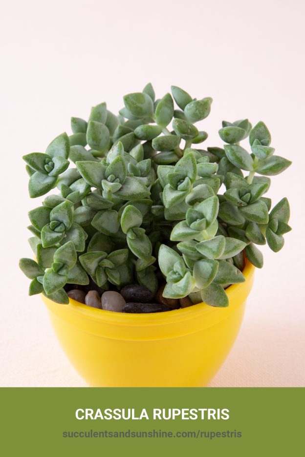 How to care for and propagate Crassula rupestris