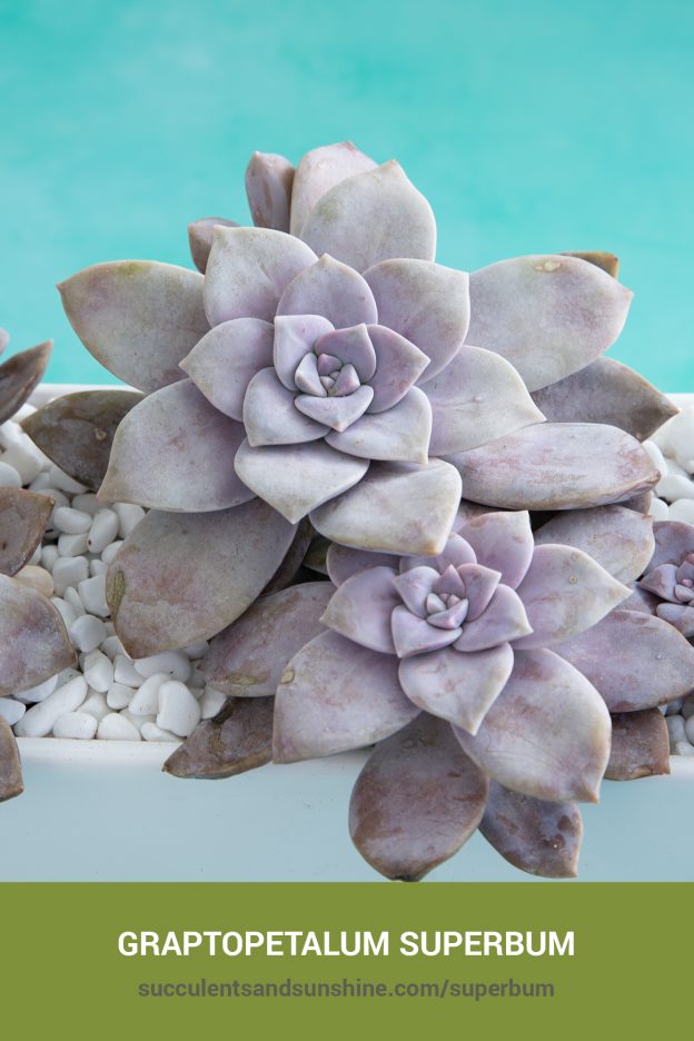 How to care for and propagate Graptopetalum superbum