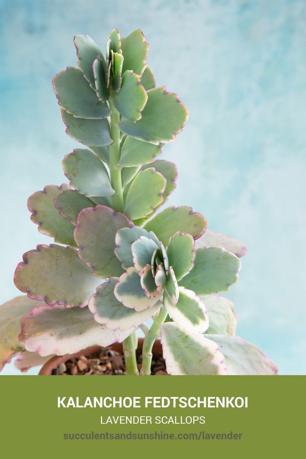 How to care for and propagate Kalanchoe fedtschenkoi Lavender Scallops