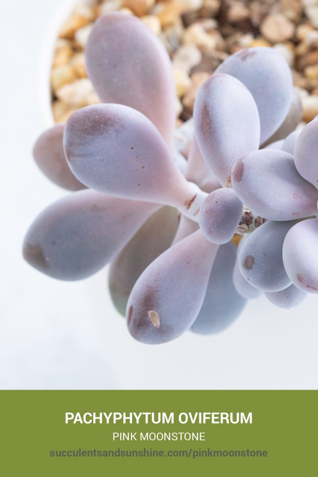 How to care for and propagate Pachyphytum oviferum Pink Moonstone