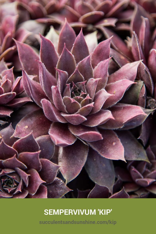 How to care for and propagate Sempervivum 'Kip'