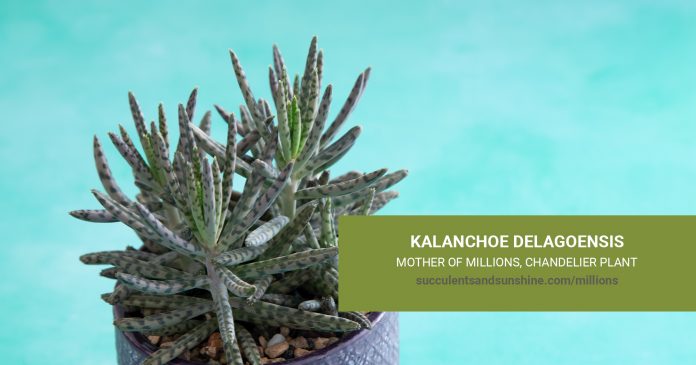 Kalanchoe delagoensis Mother of Millions Chandelier Plant care and propagation information