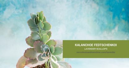 Kalanchoe fedtschenkoi Lavender Scallops care and propagation information