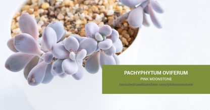 Pachyphytum oviferum Pink Moonstone care and propagation information