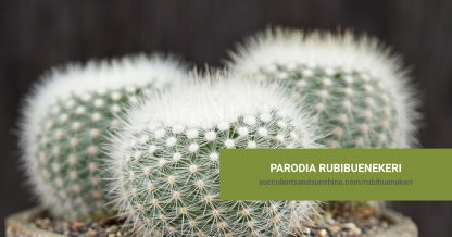 Parodia rubibuenekeri succulent care and propagation information