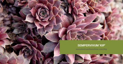 Sempervivum 'Kip' care and propagation information