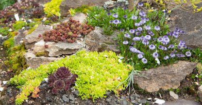 cold hardy succulent garden growing zone