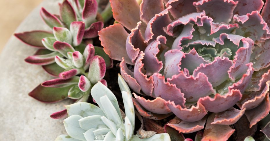 echeverias in planter heat humidity