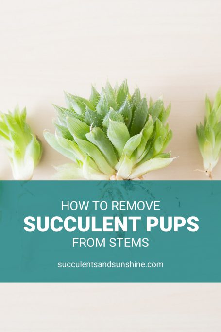 remove pups from stems pinnable