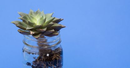 water therapy for succulents