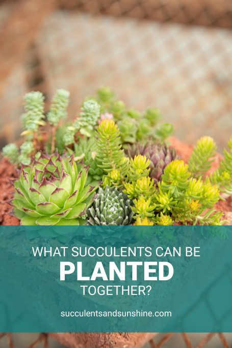 what succulents can be planted together pinnable