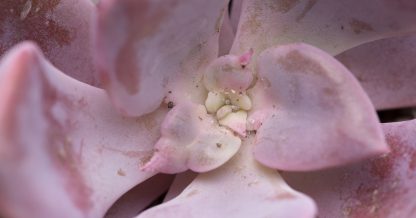 white powder on succulents pink echeveria