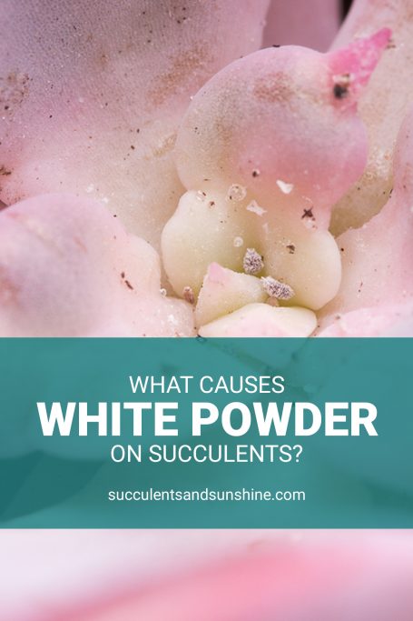 white powder succulents pinnable