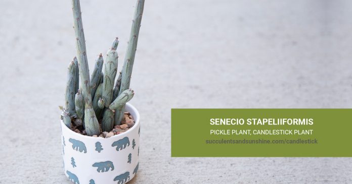 Senecio stapeliiformis Pickle Plant care and propagation information