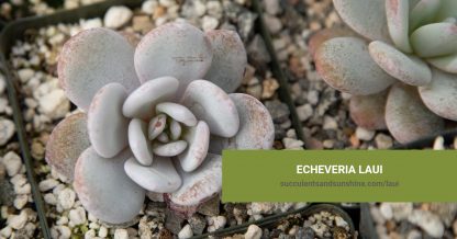 Echeveria laui care and propagation information