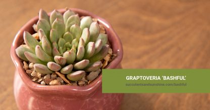 Graptoveria 'Bashful' care and propagation information