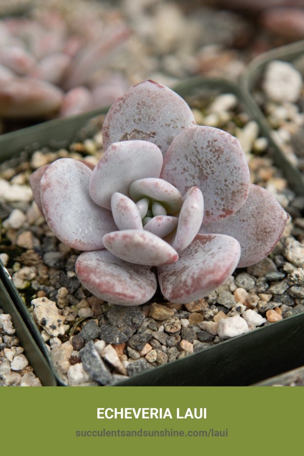 How to care for and propagate Echeveria laui