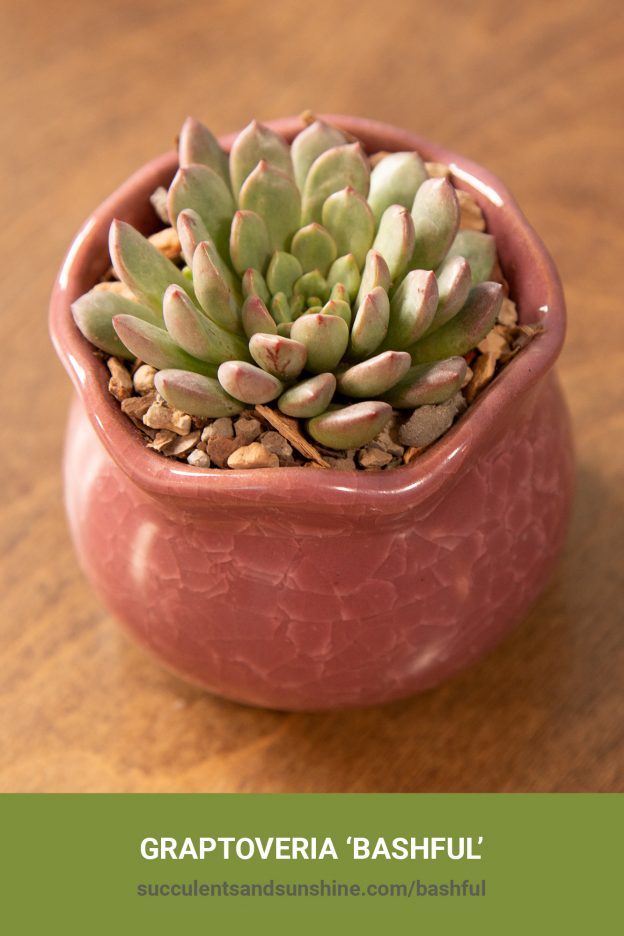 How to care for and propagate Graptoveria 'Bashful'