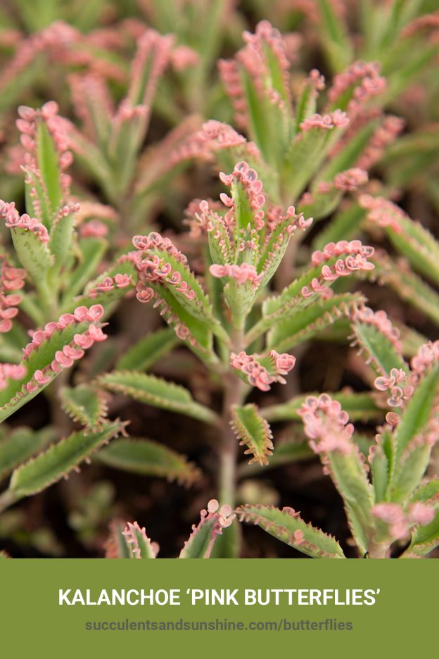 How to care for and propagate Kalanchoe Pink Butterflies