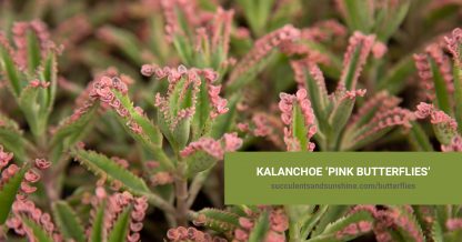 Kalanchoe Pink Butterflies care and propagation information