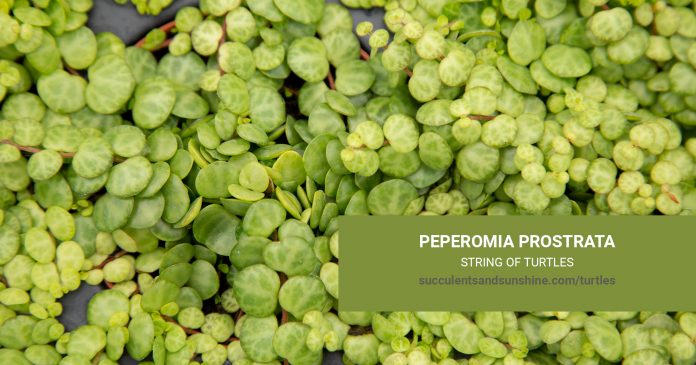 Peperomia prostrata String of Turtles succulent and propagation information