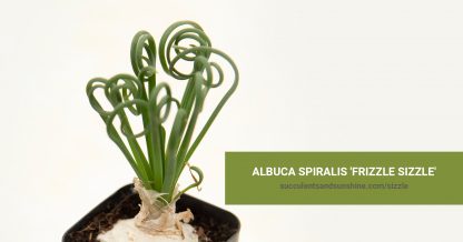 Albuca spiralis 'Frizzle Sizzle' care and propagation information