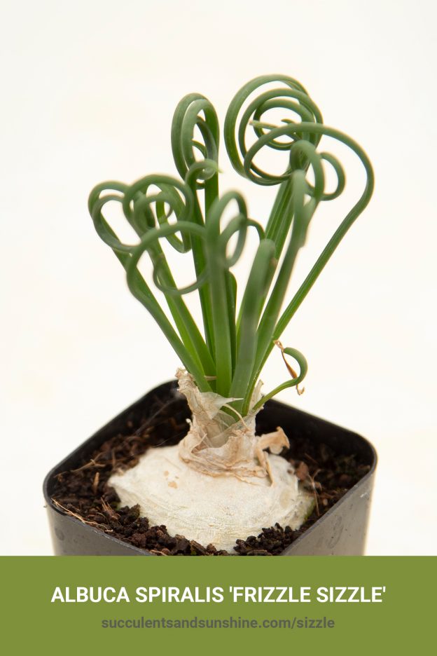 How to care for and propagate Albuca spiralis 'Frizzle Sizzle'