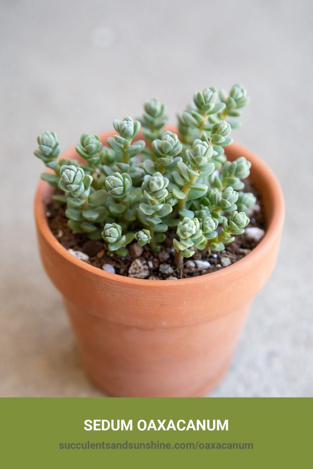 How to care for and propagate Sedum oaxacanum