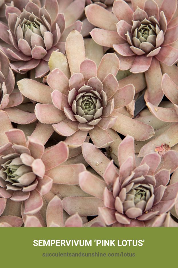 How to care for and propagate Sempervivum 'Pink Lotus'