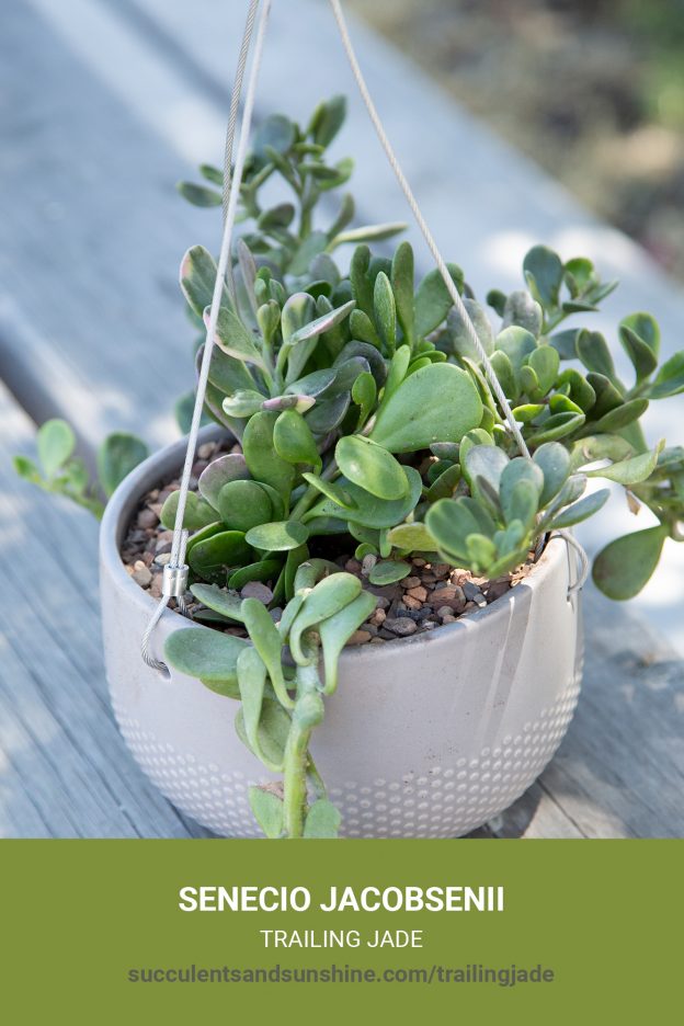 How to care for and propagate Senecio jacobsenii Trailing Jade