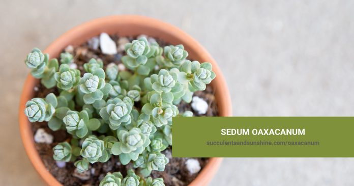 Sedum oaxacanum care and propagation information