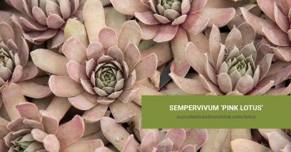 Sempervivum 'Pink Lotus' care and propagation information