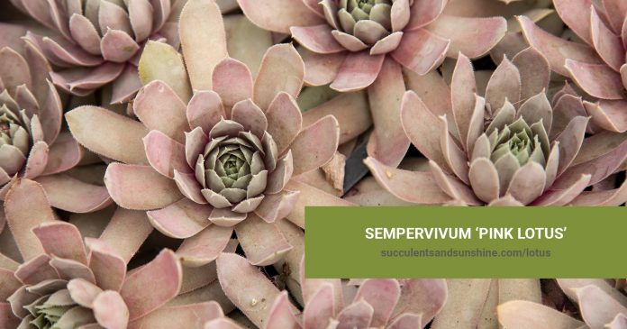 Sempervivum 'Pink Lotus' care and propagation information