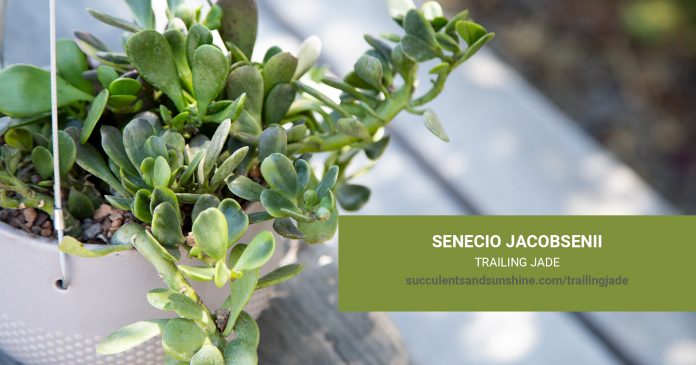 Senecio jacobsenii Trailing Jade care and propagation information