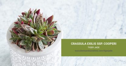 Crassula exilis ssp. cooperi Tiger Jade care and propagation information