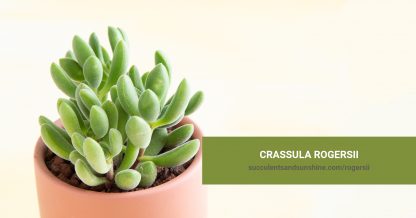 Crassula rogersii care and propagation information