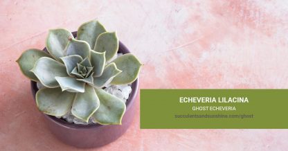 Echeveria lilacina Ghost Echeveria care and propagation information