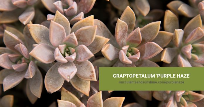 Graptopetalum 'Purple Haze' care and propagation information