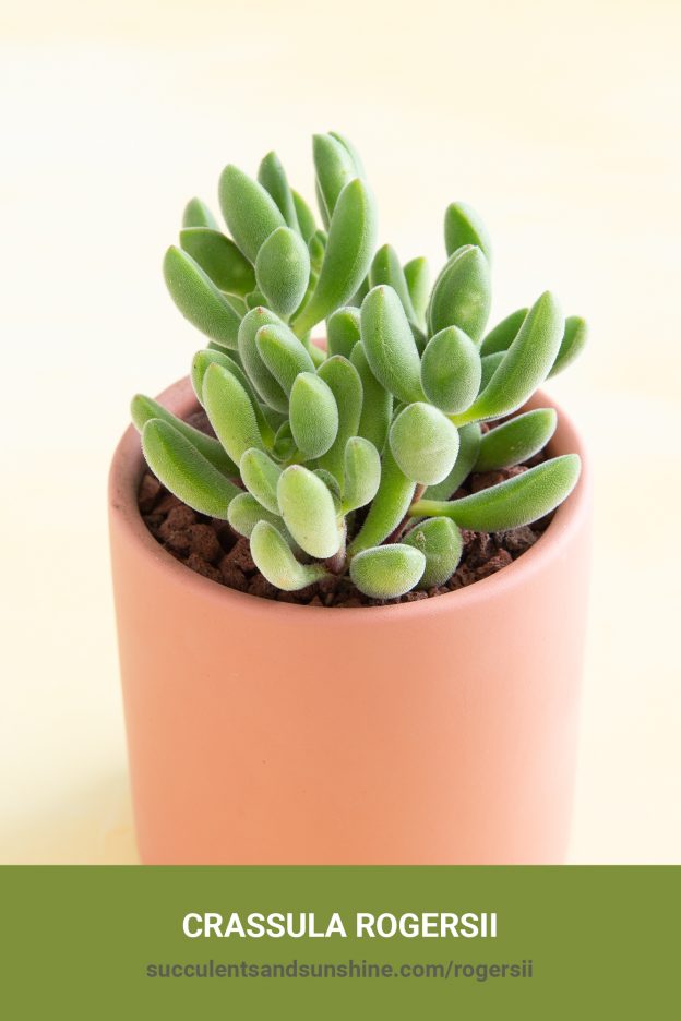 How to care for and propagate Crassula rogersii